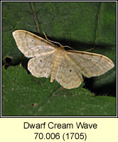 Dwarf Cream Wave, Idaea fuscovenosa