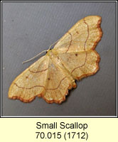 Small Scallop, Idaea emarginata