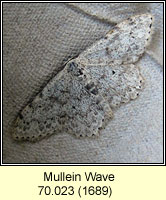 Mullein Wave, Scopula marginepunctata