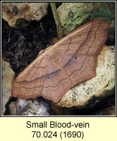 Small Blood-vein, Scopula imitaria