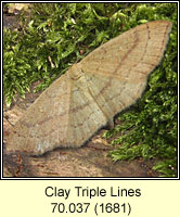 Clay Triple Lines, Cyclophora linearia