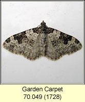 Garden Carpet, Xanthorhoe fluctuata