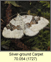 Silver-ground Carpet, Xanthorhoe montanata