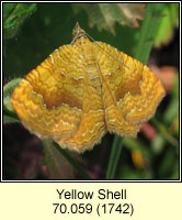 Yellow Shell, Camptogramma bilineata