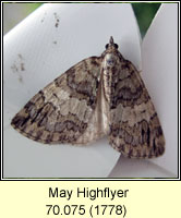 May Highflyer, Hydriomena impluviata
