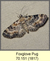 Foxglove Pug, Eupithecia pulchellata