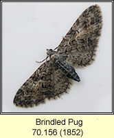 Brindled Pug, Eupithecia abbreviata