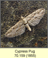 Cypress Pug, Eupithecia phoeniceata
