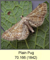Plain Pug, Eupithecia simpliciata