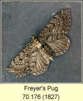 Freyer's Pug, Eupithecia intricata
