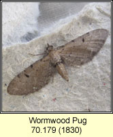 Wormwood Pug, Eupithecia absinthiata