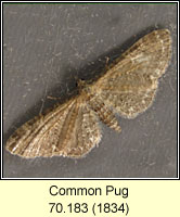 Common Pug, Eupithecia vulgata