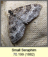 Small Seraphim, Pterapherapteryx sexalata
