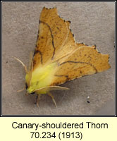 Canary-shouldered Thorn, Ennomos alniaria