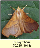 Dusky Thorn, Ennomos fuscantaria
