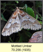 Mottled Umber, Erannis defoliaria