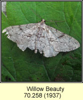 Willow Beauty, Peribatodes rhomboidaria