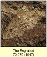 Engrailed, Ectropis crepuscularia