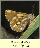 Bordered White, Bupalus piniaria