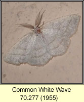 Common White Wave, Cabera pusaria