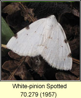 White-pinion Spotted, Lomographa bimaculata