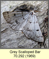Grey Scalloped Bar, Dyscia fagaria