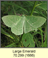 Large Emerald, Geometra papilionaria