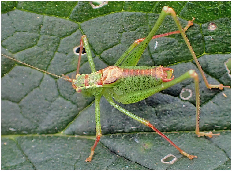 Speckled Bush-cricket, Leptophyes punctatissima
