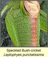 Speckled Bush-cricket, Leptophyes punctatissima