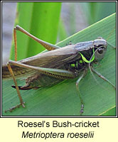 Roesel's Bush-cricket, Metrioptera roeselii