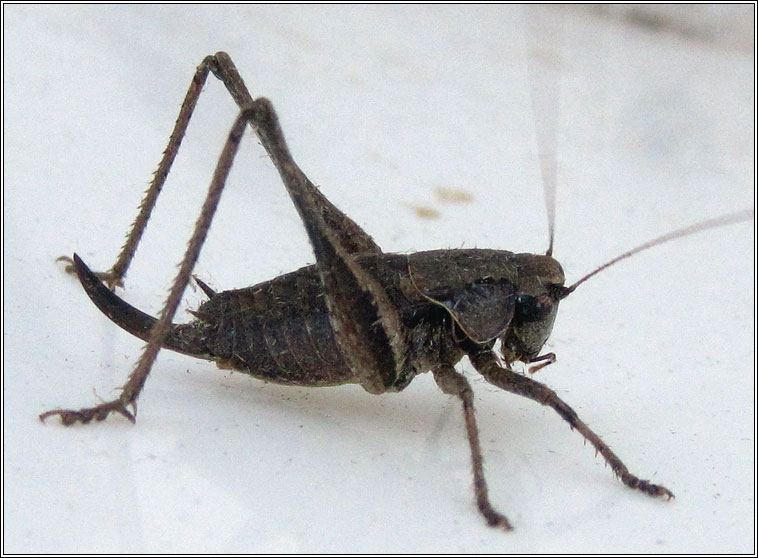Dark Bush-cricket, Pholidoptera griseoaptera