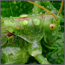 Great Green Bush Cricket, Tettigonia viridissima
