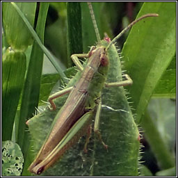 Meadow Grasshopper, Chorthippus parallelus