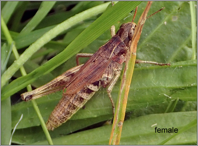 Meadow Grasshopper, Chorthippus parallelus