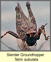 Slender Groundhopper, Tetrix subulata