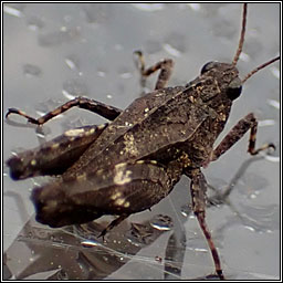 Common Groundhopper, Tetrix undulata