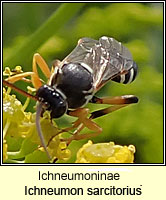 Ichneumoninae, Ichneumon sarcitorius