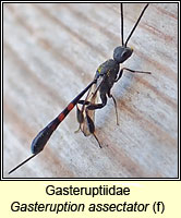Gasteruptiidae, Gasteruption assectator