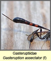 Gasteruptiidae, Gasteruption assectator