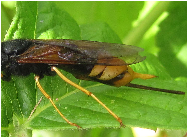 Urocerus gigas, Giant Wood wasp, Giant Horntail