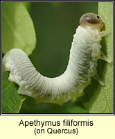Apethymus filiformis