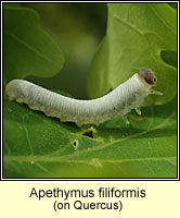 Apethymus filiformis