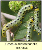 Craesus septentrionalis