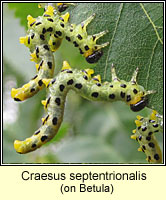 Craesus septentrionalis