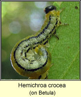 Hemichroa crocea, Striped alder sawfly