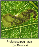 Profenusa pygmaea