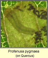 Profenusa pygmaea