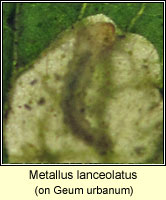 Metallus lanceolatus