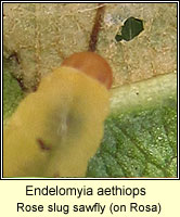 Endelomyia aethiops, Rose slug sawfly