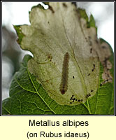 Metallus albipes